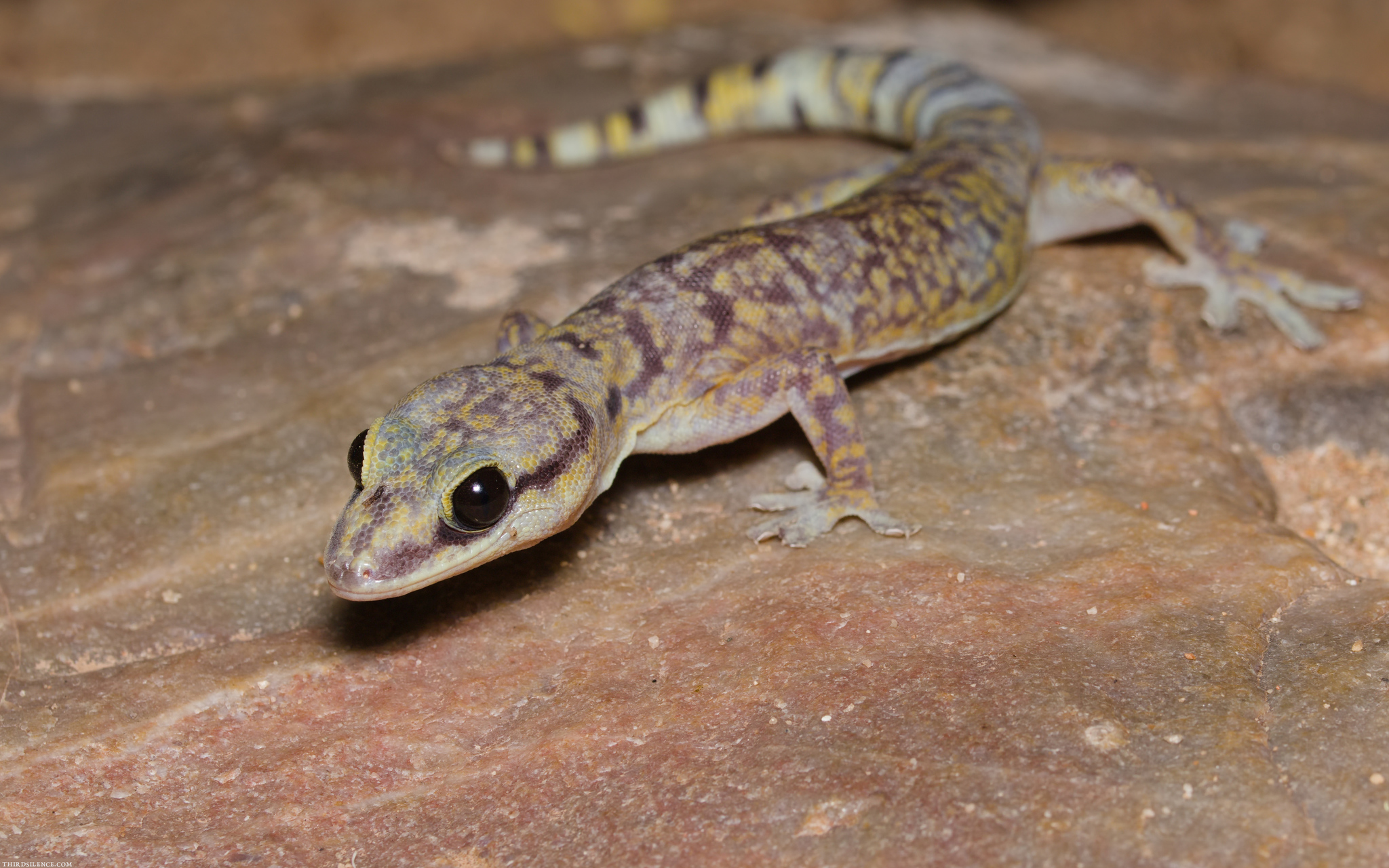 Oedura cincta Inland Marbled Velvet Gecko © Third Silence Nature Photography · iNaturalist Observation  CC BY 4.0, https://creativecommons.org/licenses/by/4.0/