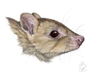 A new species of a native bushland marsupial – closely related to the kangaroo – has been discovered but is already likely extinct, new research shows. Analysing fossils collected from caves of the Nullarbor and southwest Australia, researchers from Curtin University, the Western Australian Museum and Murdoch University uncovered a completely new species of bettong as well as two new subspecies of woylie.