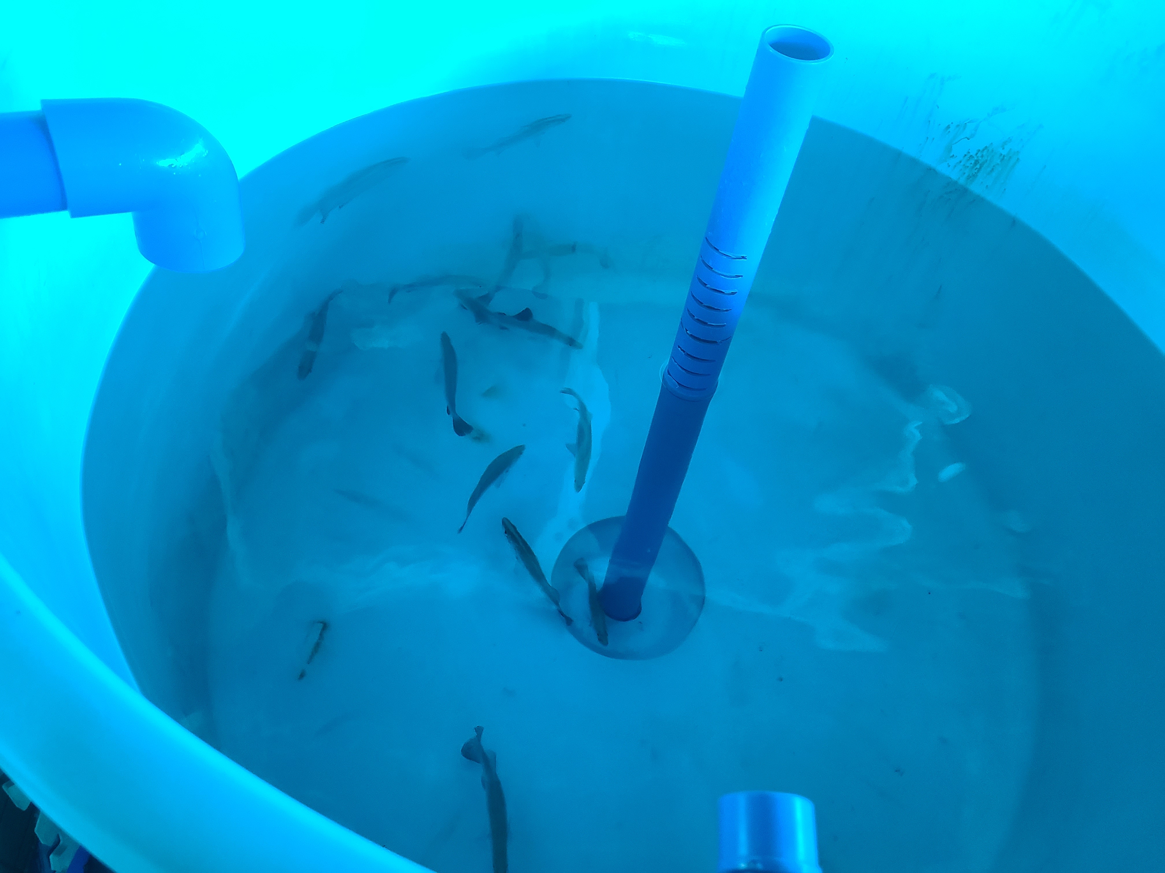 Juvenile barramundi used in the lab trials. 