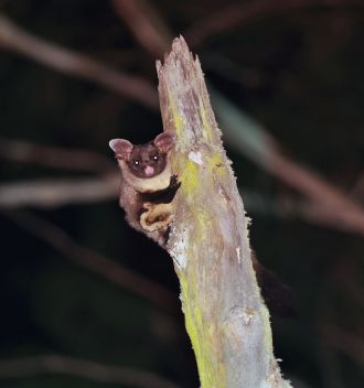 Yellow Bellied Glider spotted in a forest survey