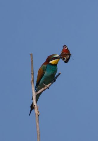 The Merops apiaster bird eating the Aglais io moth