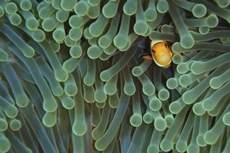 Clownfish in Bali, Indonesia