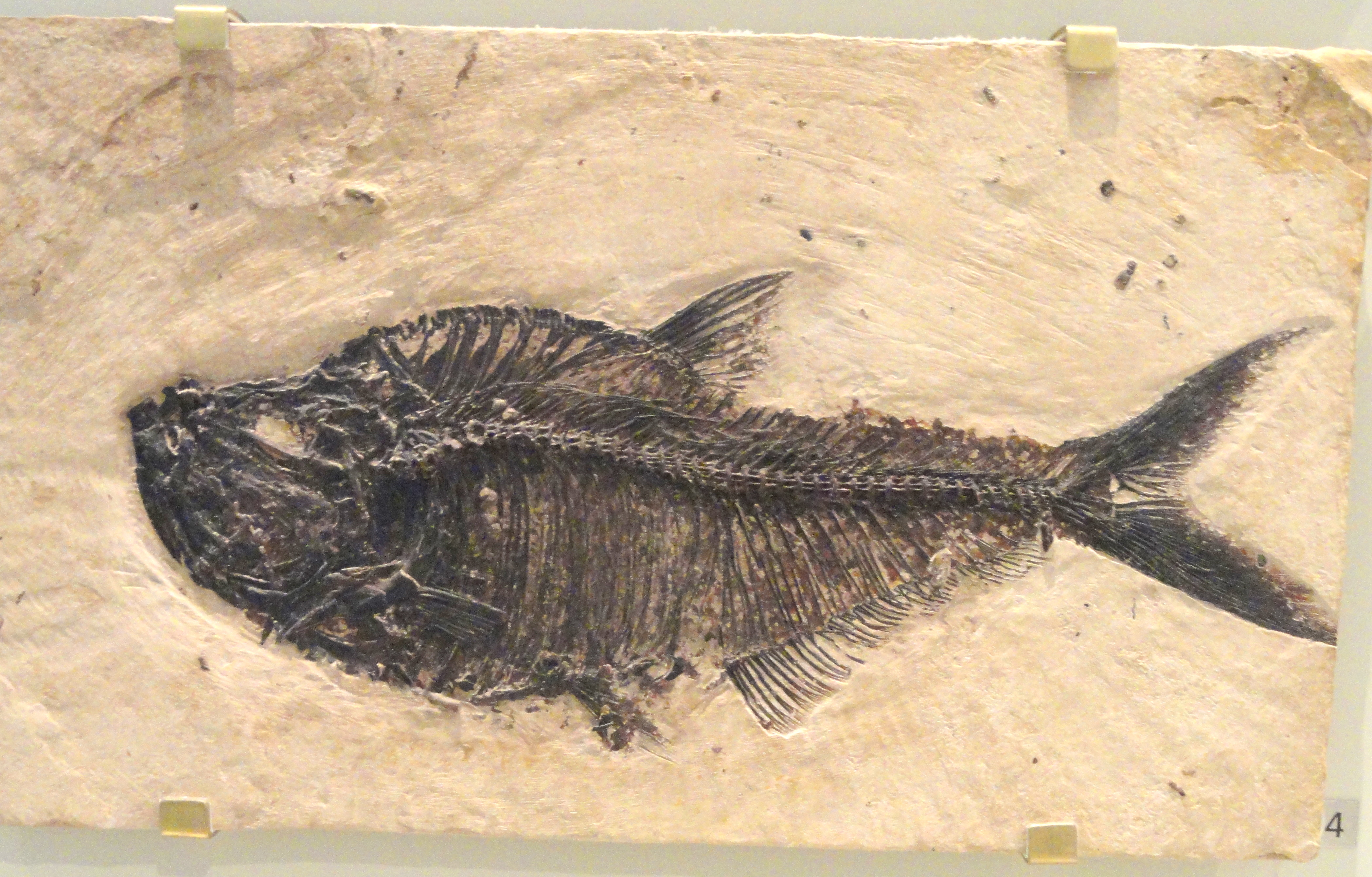 Wikimedia Commons