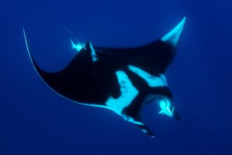 NZ oceanic manta before tagging