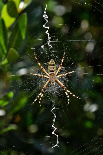 Argiope bruennichi