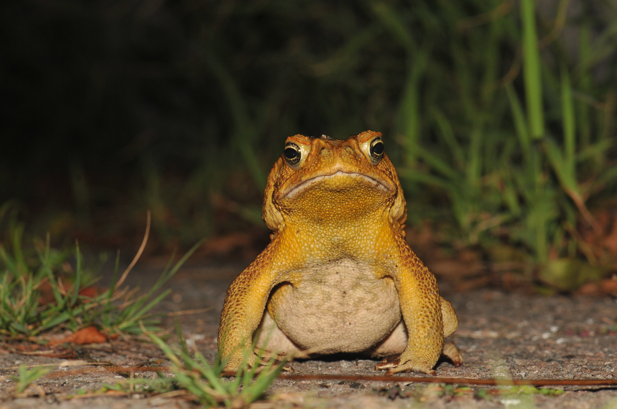 Weiting Liu via iNaturalist (CC-BY-4.0) https://creativecommons.org/licenses/by/4.0/