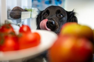 Studies explore how dog and cat guardians perceive more sustainable pet food options.
