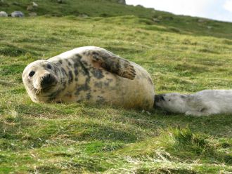 Grey seal mother nursing a pup on the Isle of May, Scotland