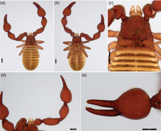 Enigmachernes parnabyi, sp. nov., holotype male Credit: Mark S. Harvey