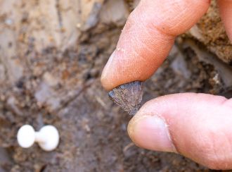 Discovery of the first fragment of iron pyrite in 2017 at Barnham, Suffolk