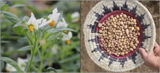 S. jamesii plant in flower (left) and tubers in a ceremonial basket (right).