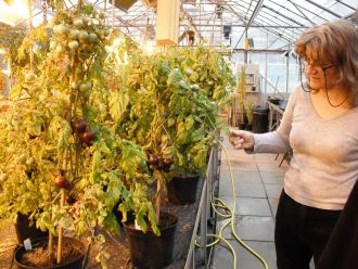 Tomato developer Cathie Martin at her laboratory at John Innes Centre in 2010
