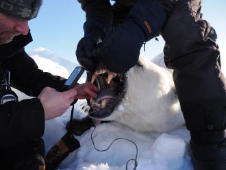 Researchers record the mouth measurements of an anesthetized polar bear