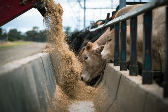 The growing number of storms and floods linked to climate change is increasing the risk of a serious human infection – and Australia’s rural communities are underprepared. That’s the stark warning from new research led by the University of New England. The authors recommend concerted testing of the public for the zoonotic infection leptospirosis, greater vigilance in regions well beyond the tropical north, and further urgent research.