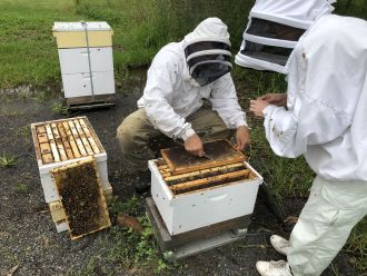 Researchers examine a hive at Tocal Bee Research Centre