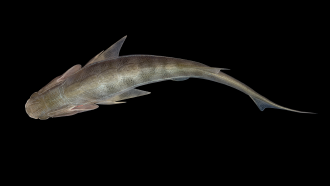 Life reconstruction of the oldest osteichthyan Eosteus chongqingensis
