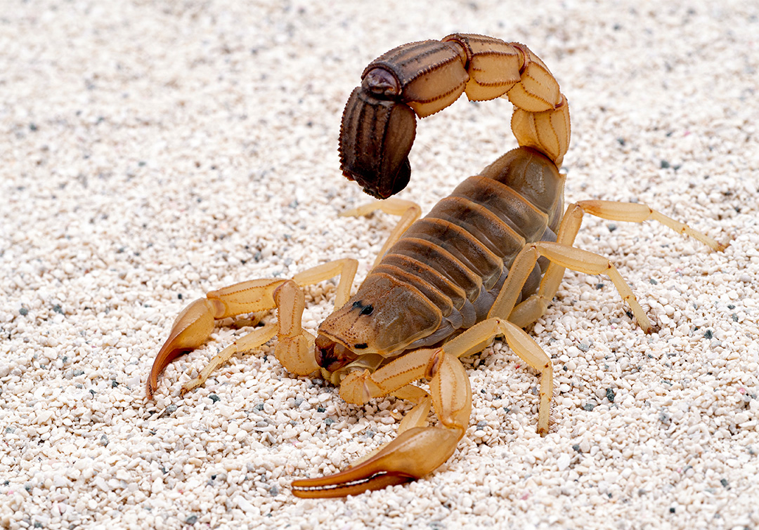 Adobestock/ Ernie Cooper