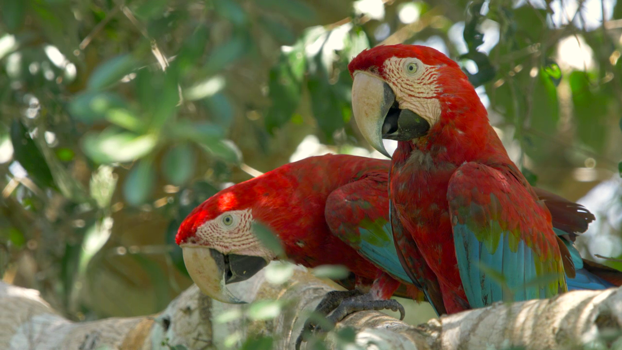 Red-and-green Macaws. Photo: Balazs Tisza