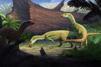Artist's reconstruction of Sonselasuchus cedrus