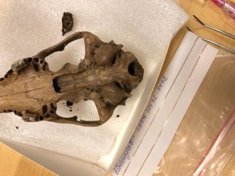 Sampling of a Swedish dog in the study from the Bökebergsslät site