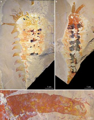 Fossil