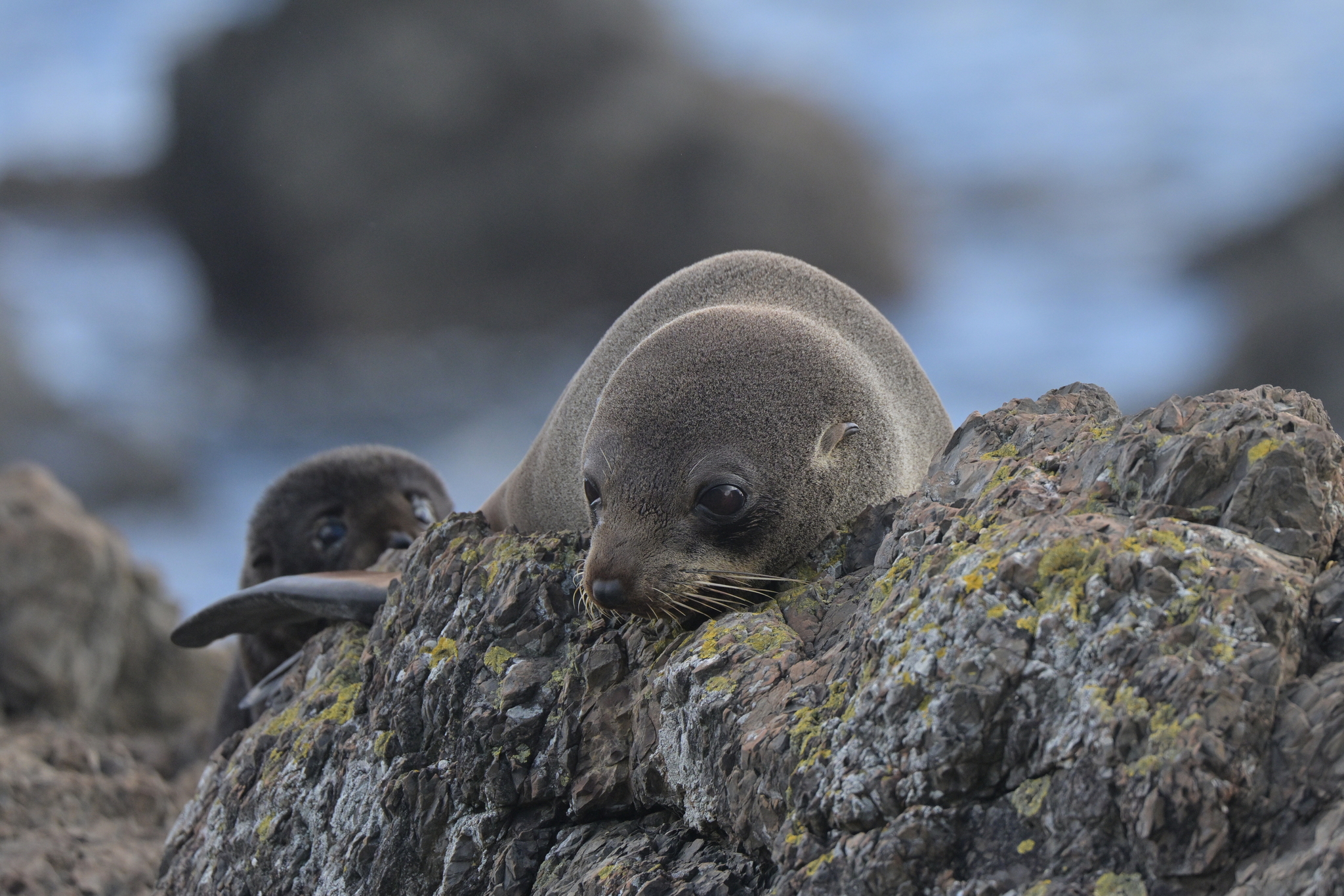 Photo by Christopher Stephens via iNaturalist (CC-BY-SA)