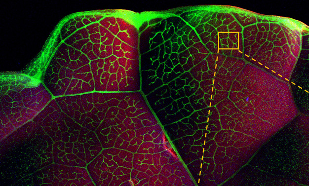 Micro-X-ray fluorescence showing heavy metal distribution in a kale leaf. Photo by The University of Queensland