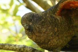 Kea 12