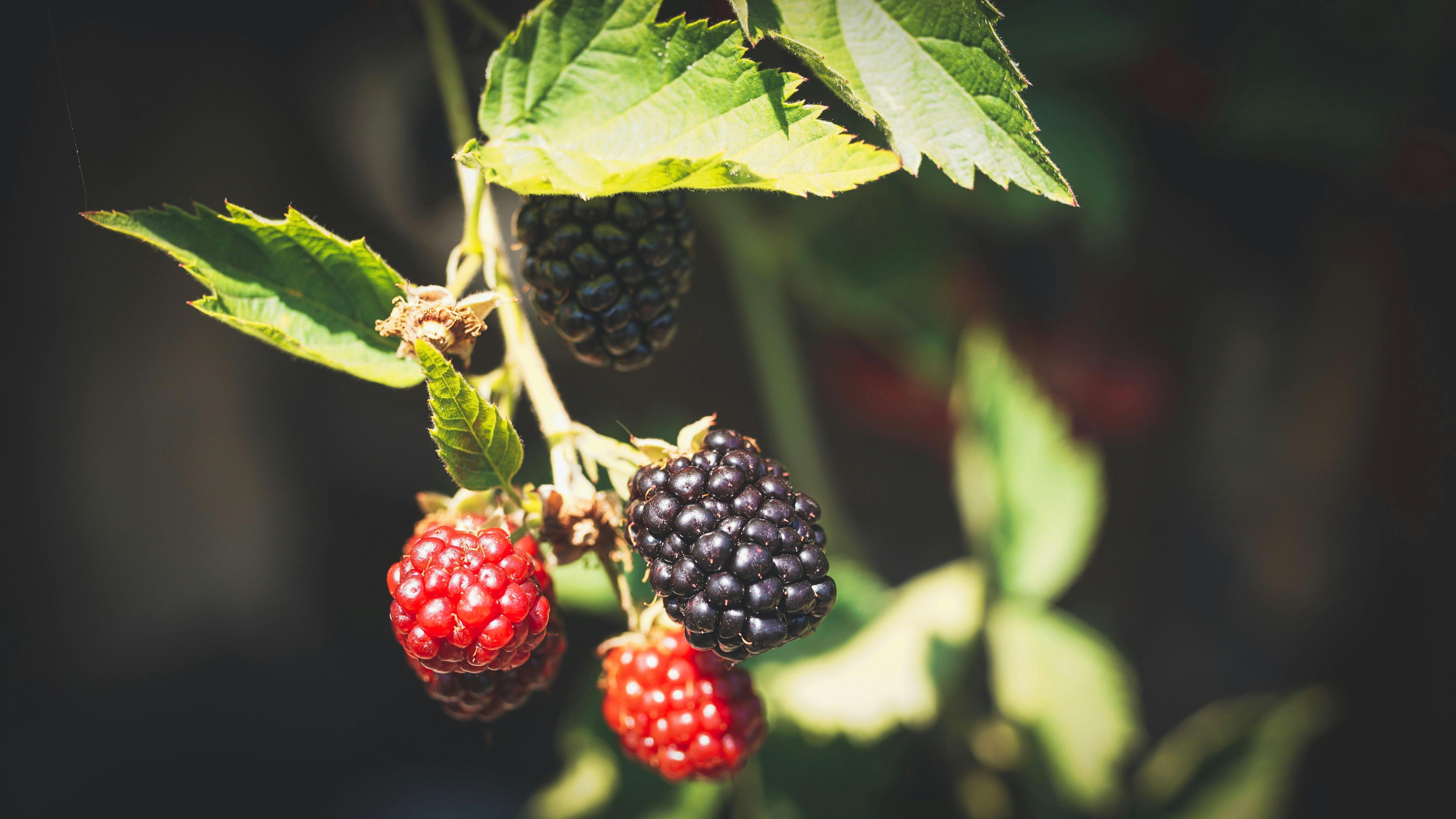 Photo by Susanne Jutzeler, suju-foto : https://www.pexels.com/photo/selective-focus-photography-of-berries-1255251/