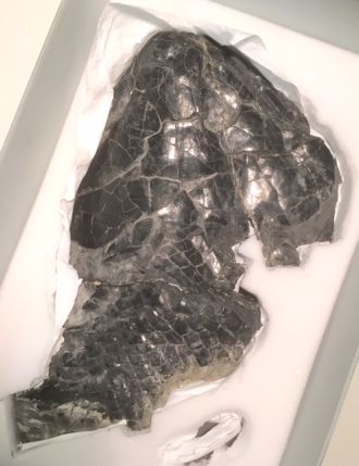 Fossil 