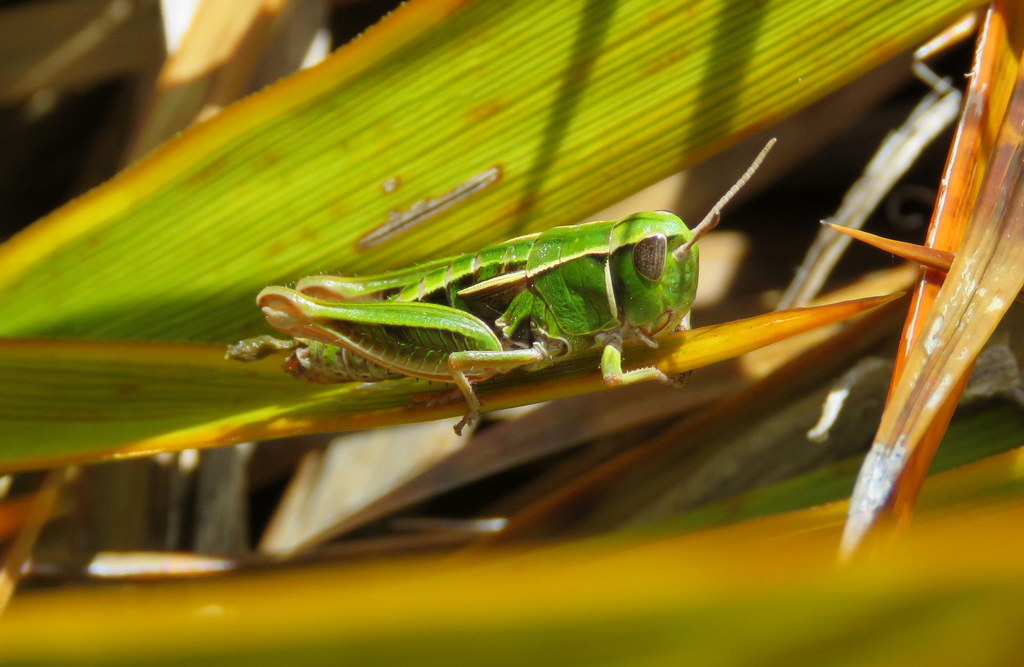 Photo by William Harland via iNaturalist (CC-BY)