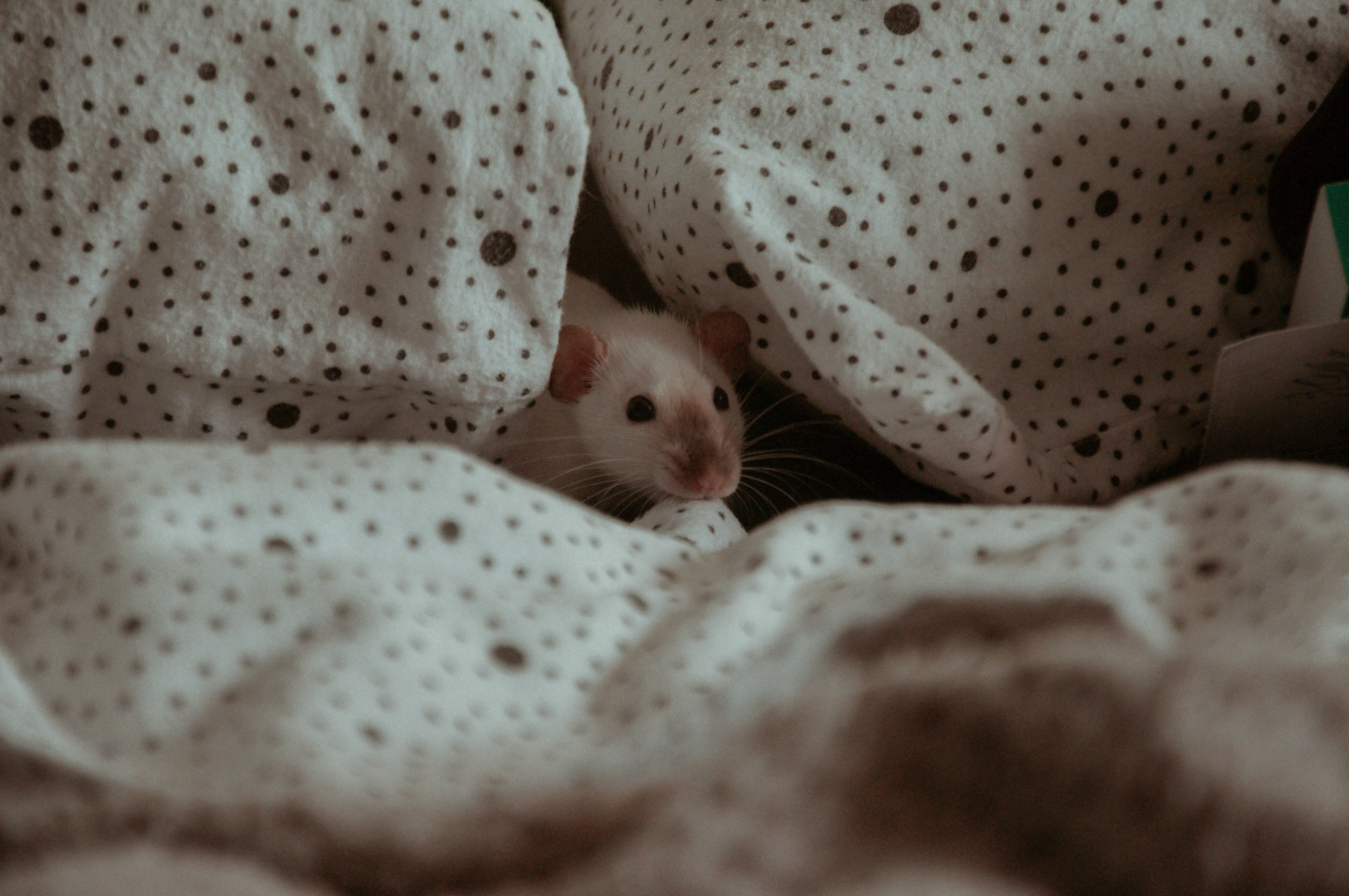 Photo by Oxana Golubets on Unsplash