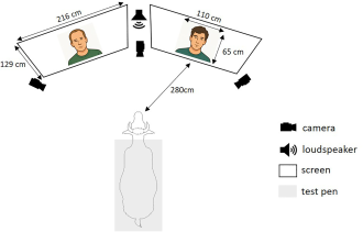 Experimental setup for visual preference and cross-modal tests. 