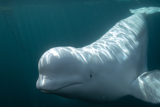 Beluga whale (2).