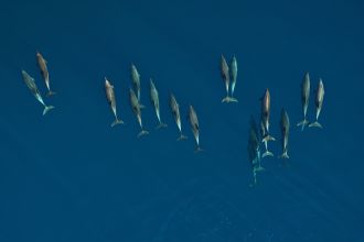 Bottlenose Dolphins school
