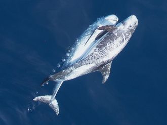 Risso's Dolphins