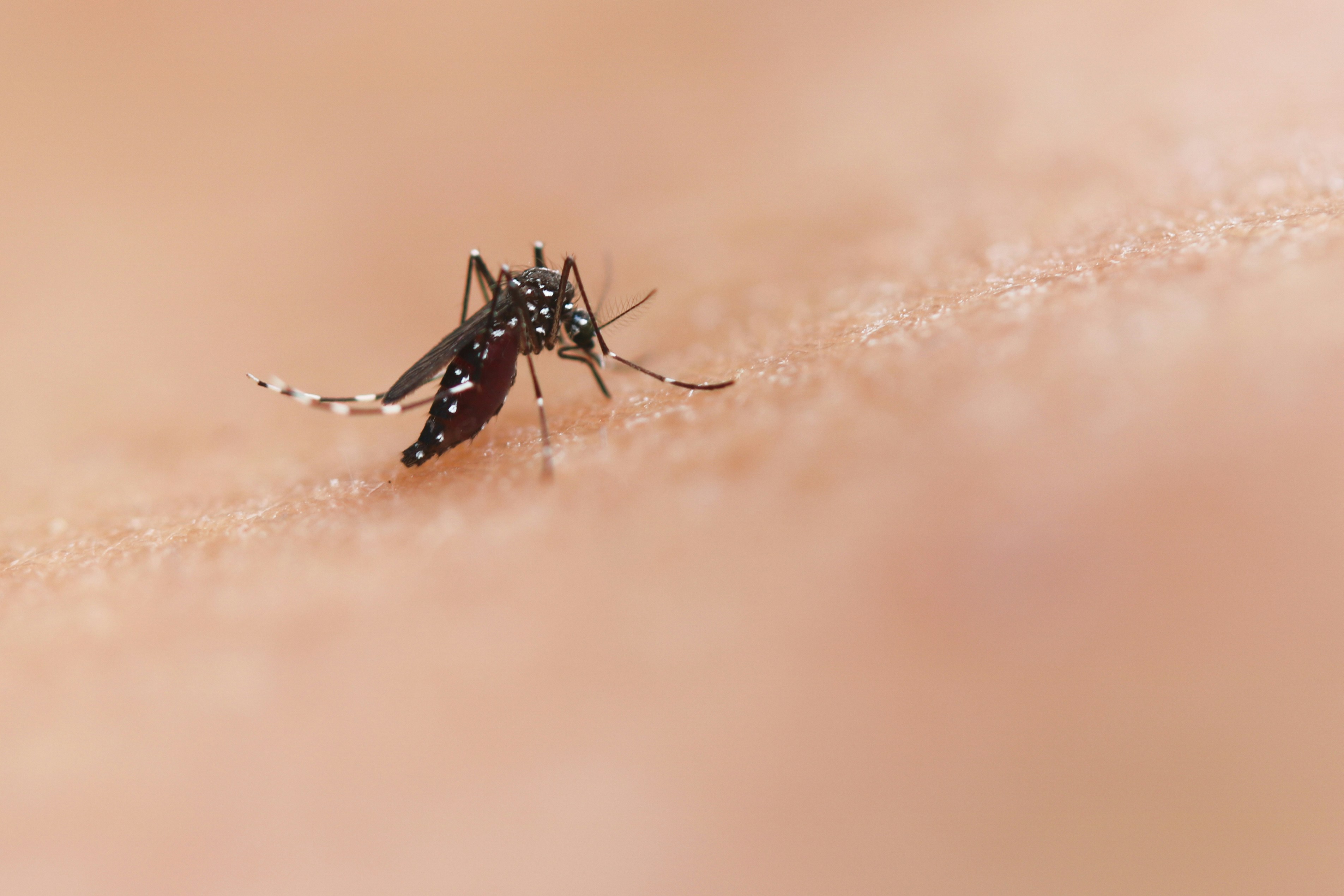 Photo by National Institute of Allergy and Infectious Diseases 