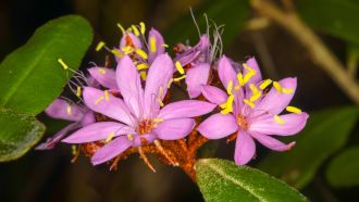 Phebalium banyabba 