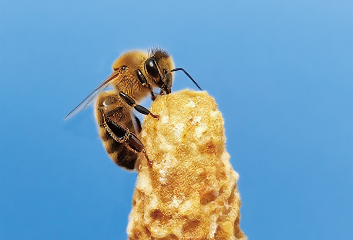 An artistic rendering illustrating the unique architecture of the honey bee queen cell with worker bees nearby. Yu Fang / Chinese Academy of Agricultural Sciences