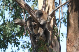 Koala