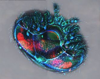 Fluorescent Varroa destructor mite