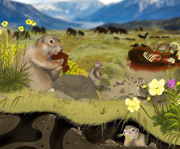 An artist’s reconstruction of Pleistocene Yukon, showing Arctic ground squirrels scavenging meat and foraging on plants within the mammoth-steppe ecosystem. Ancient DNA from their preserved burrows and faeces reveals this complex food web—where even small rodents fed on megafauna like mammoths. Credit: Mercedes Minck/Hakai Institute,