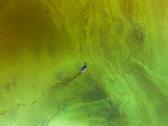 Algal bloom