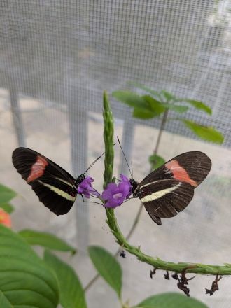 Two Heliconius melpomene butterflies feeding on Stachytarpheta flowers