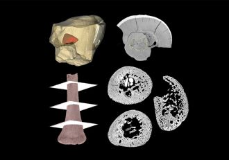 Three-dimensional reconstruction of a Neanderthal child’s tooth and arm bone. 