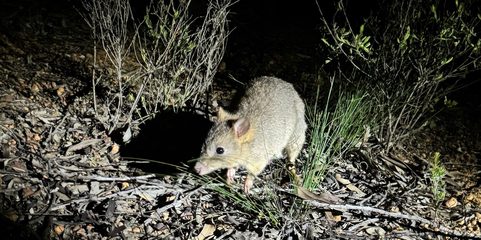Woylie (Bettongia ogilbyi) Observation © Tyler Anthony · some rights reserved https://creativecommons.org/licenses/by/4.0/