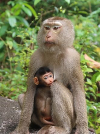Mother and infant macaque in Khao Sok National Park, Thailand.