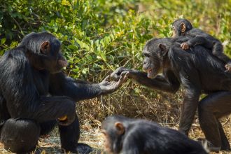 Chimpanzees touch hands during a tense feeding