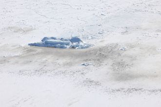 Aerial view of the Coulman Island colony, photographed from a helicopter. 