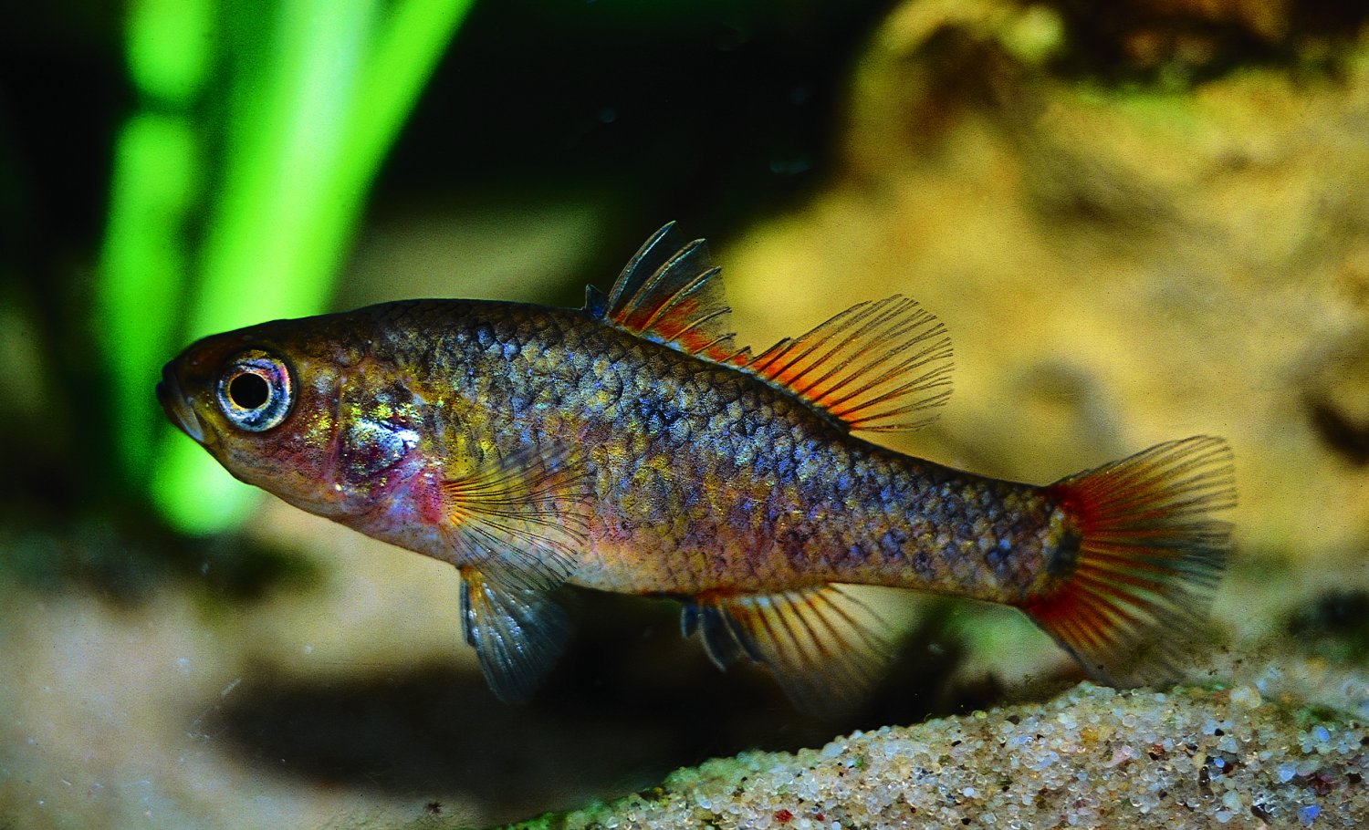 The endangered southern pygmy perch (Nannoperca australis). Photo courtesy Michael P Hammer, a co-author of this study.